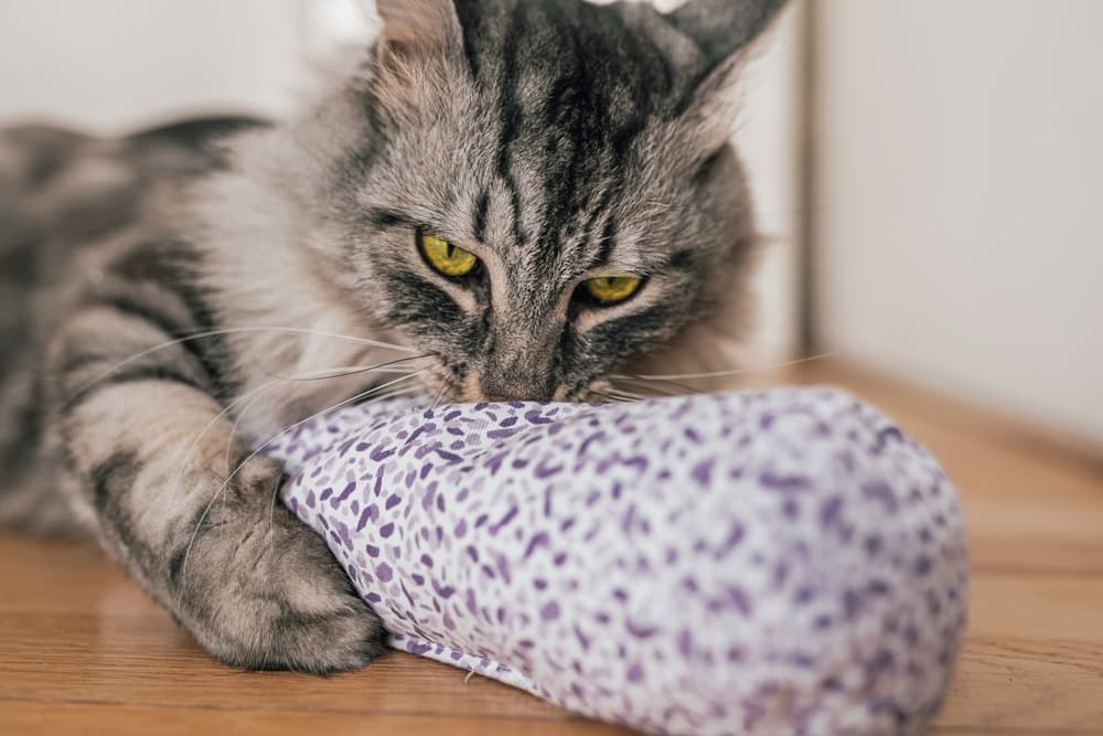 Cat smells fabric bag with valerian