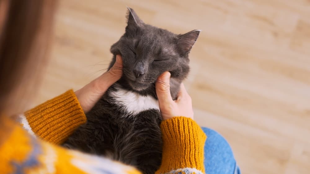 Gray cat squints as female owner pets the cat's head