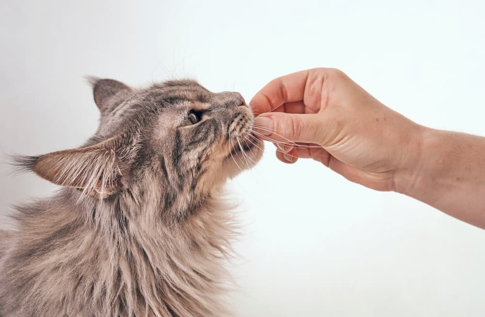 Pet owner giving cat a chewable