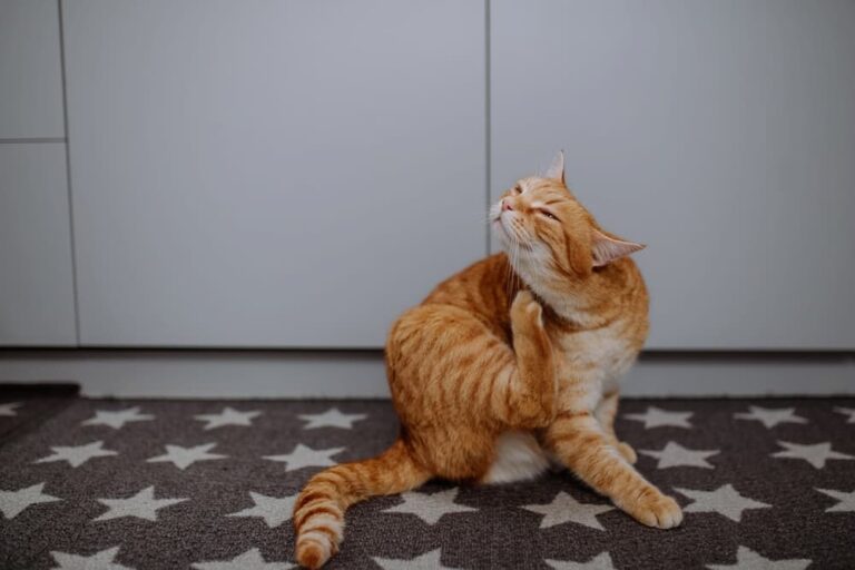 Cat scratching itself indoors