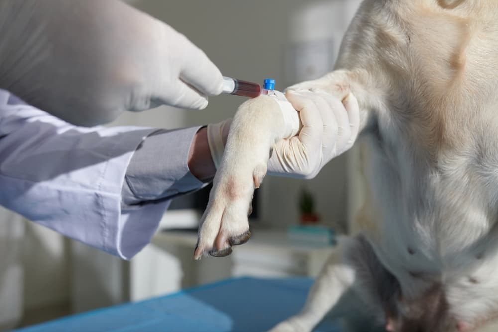 Veterinarian draws blood from a canine patient