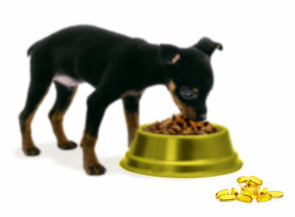Dog eating food with omega-3 fatty acids