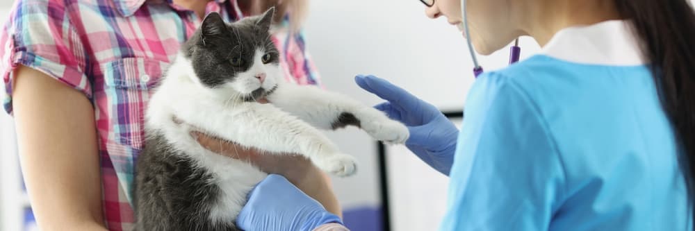 Veterinarian examines overweight cat