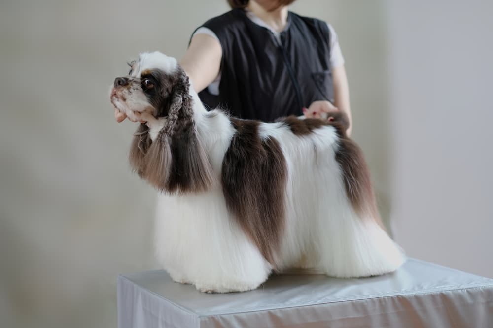 Show-quality Cocker Spaniel standing on a table