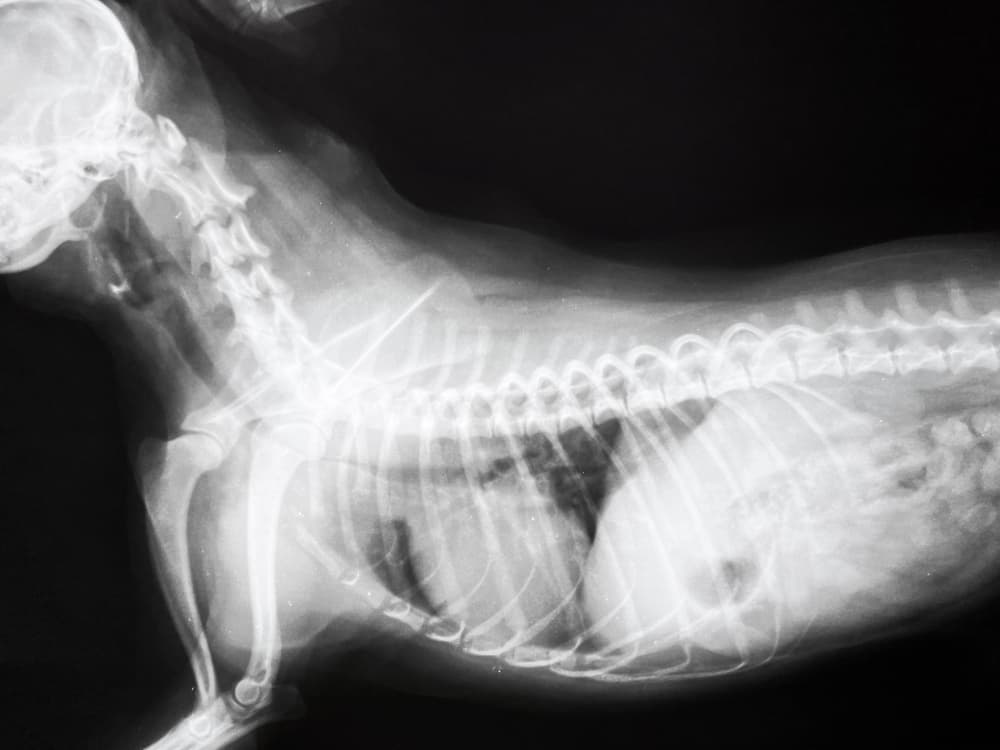 X-ray of dog with tracheal collapse