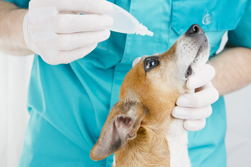 Veterinarian giving dog eye drops