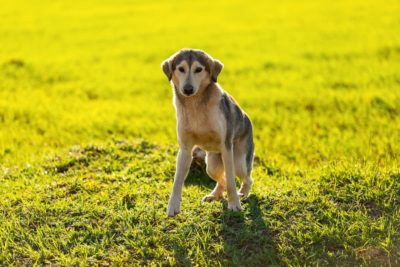 Short Spine Syndrome in Dogs