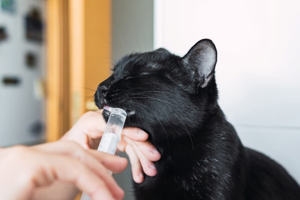 Pet parent gives liquid medication in oral syringe