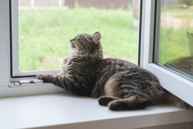 Cat sitting on windowsill looking outside