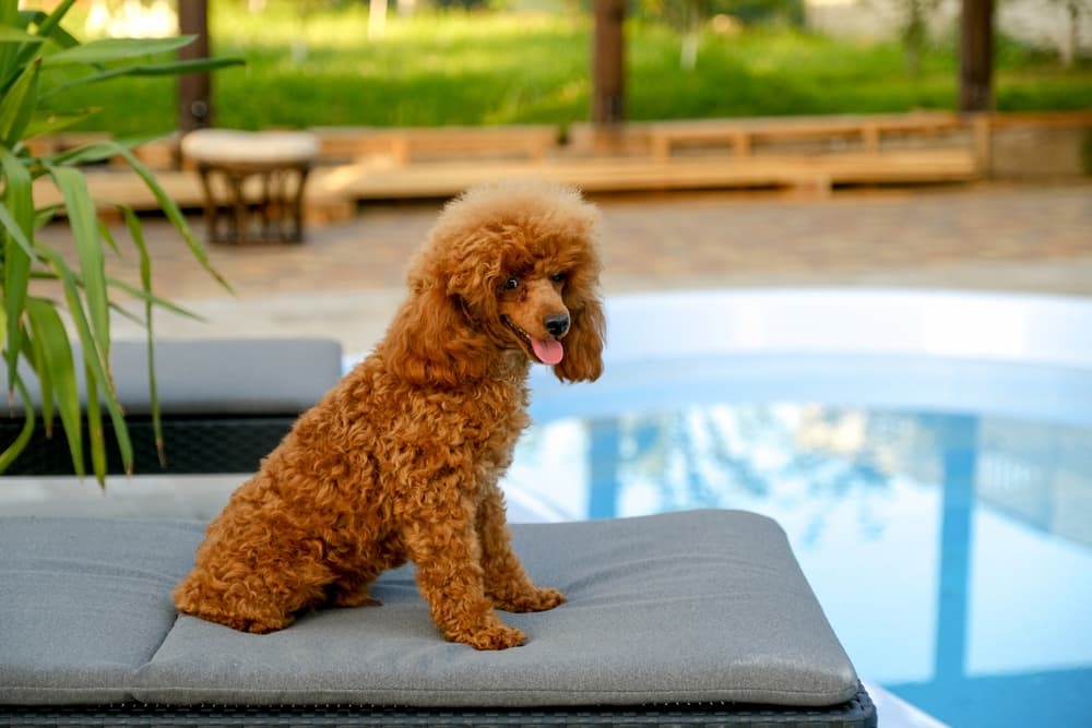 Poodle sits on lounge chair by pool