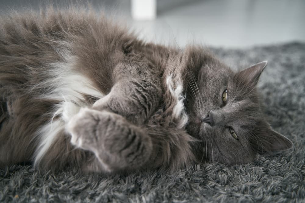 Overweight cat sleeping on carpet