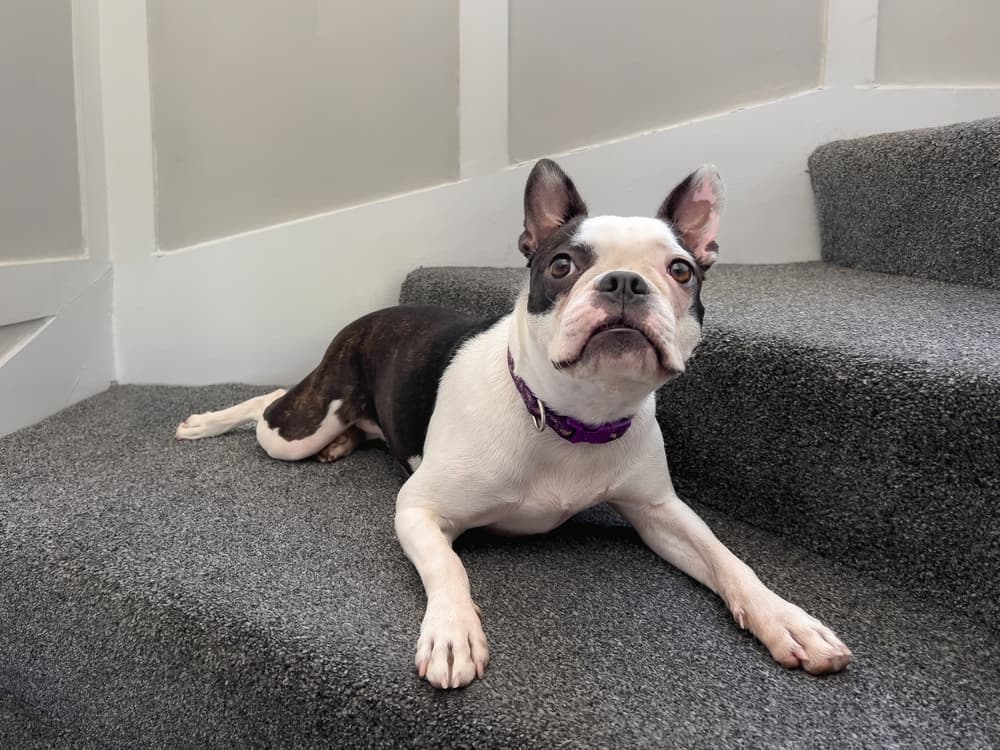 French Bulldog lying in front of stairs