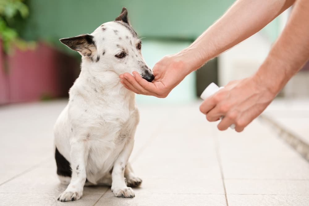 Dog Pain Relief: Medications and Tips to Ease Discomfort