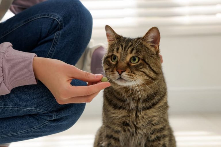 Pet parent holds pill in front of cat