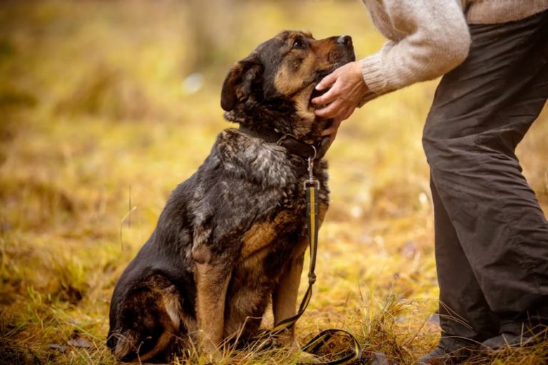Old Rottweiler dog with pet parent