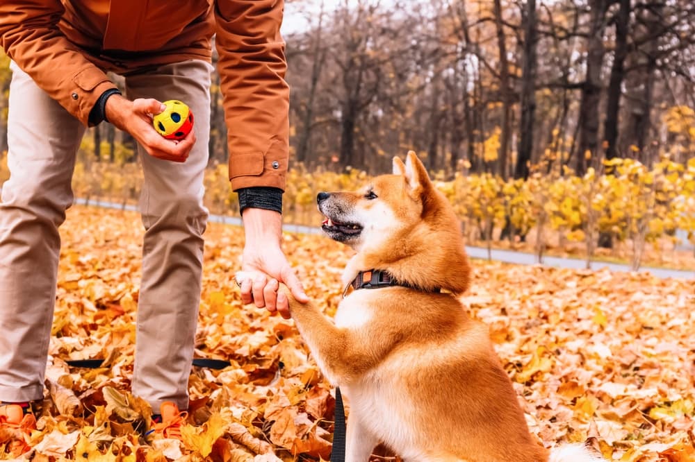 Owner teaches Akita dog new trick
