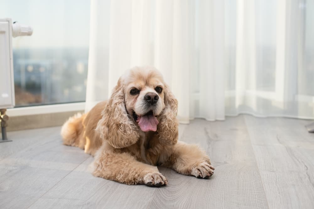 Adult Cocker Spaniel laying down inside