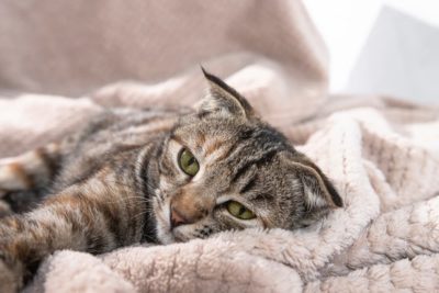 Signs of Cancer in Cats: Symptoms to Watch For
