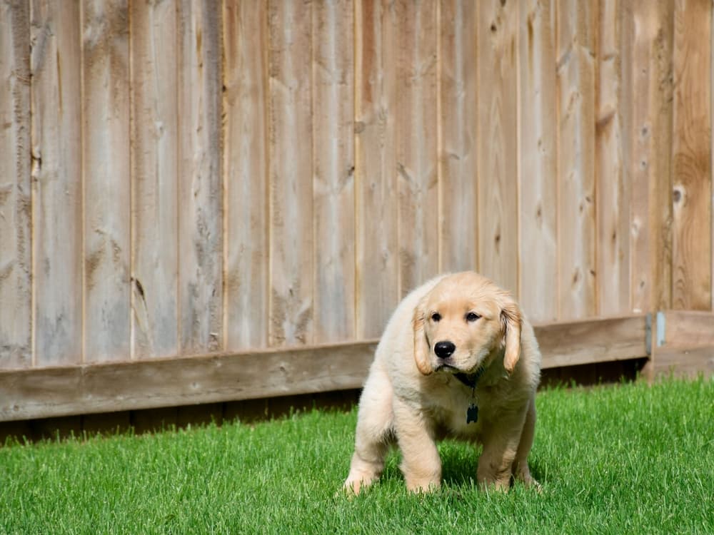 Puppy pooping on grass