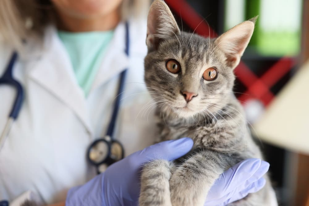 Veterinarian with gloves holding a feline patient