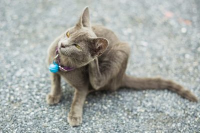 Preventing Fleas on Cats: Methods, Tips, and Product Options