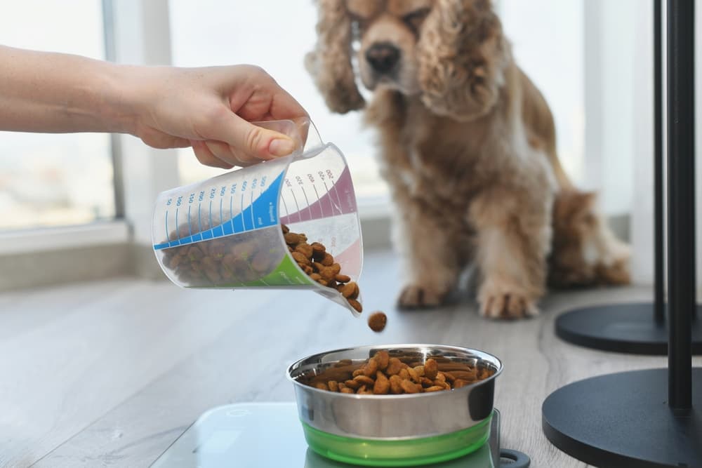 Woman measures portion of dry dog food