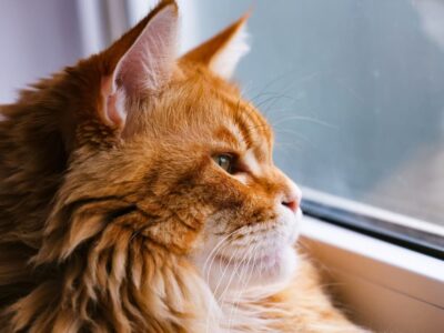 Can Cats Have Allergies?