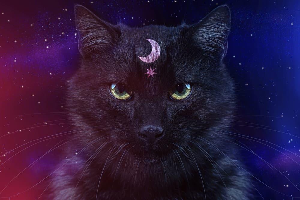 130 Spiritual Cat Names for Mystical Mousers