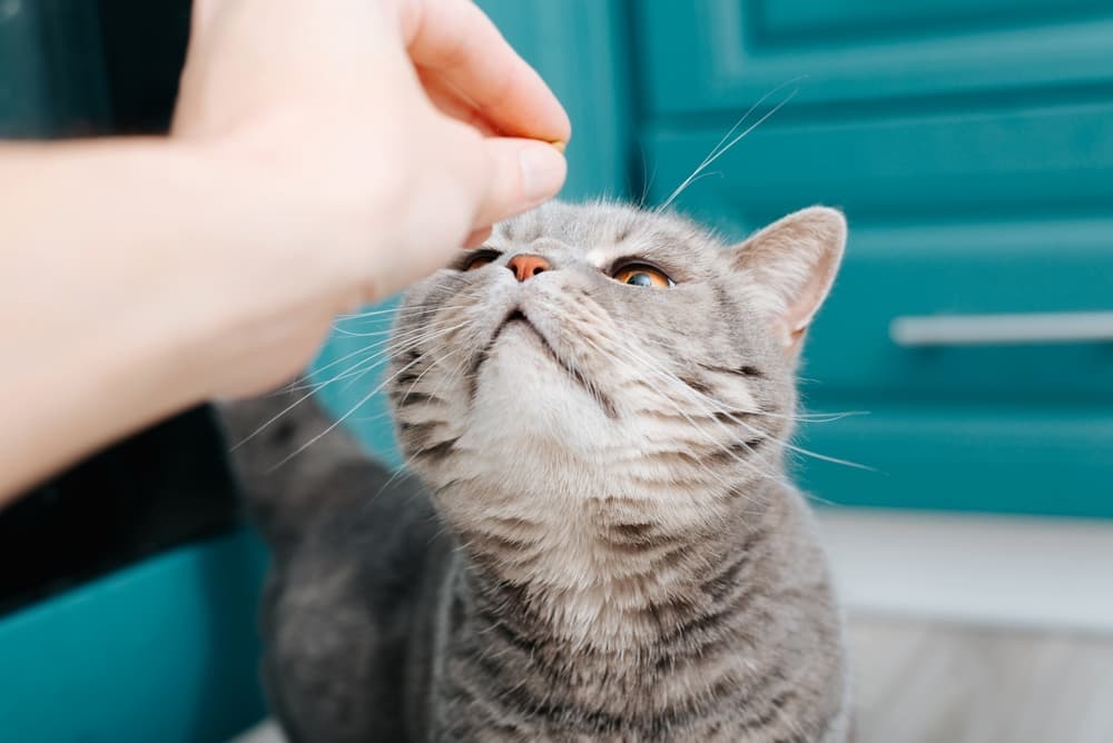 Cat sniffs a treat in owner's hand