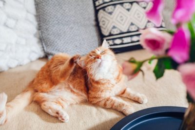 What Are Cats Allergic To? Common Allergens 