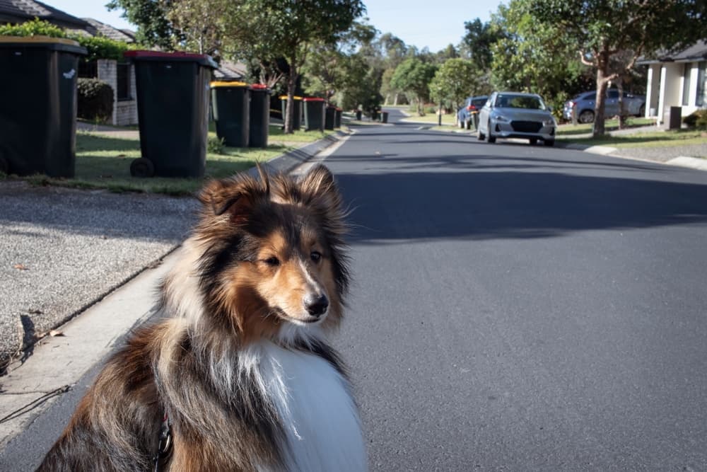 Dog waiting for garbage truck