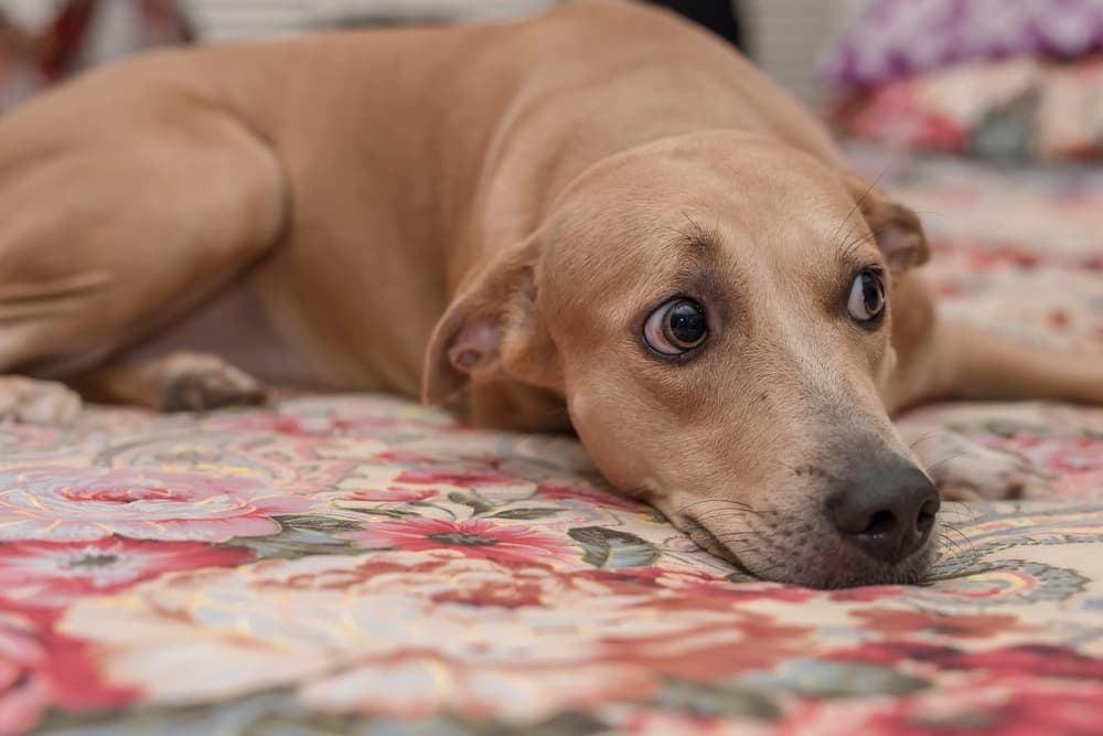 Worried looking dog lying on bed