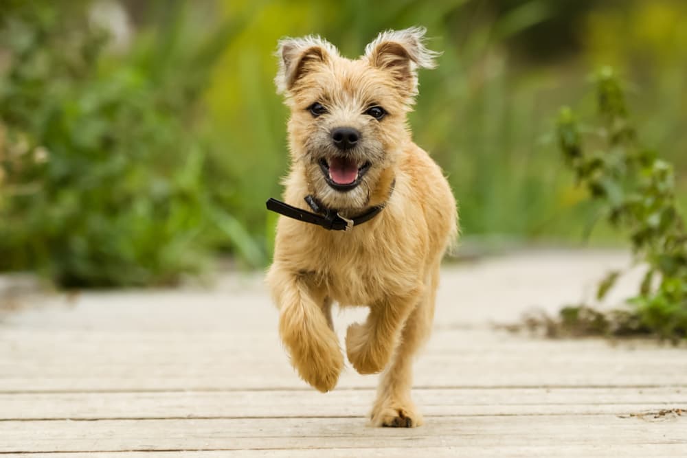 Happy healthy dog running