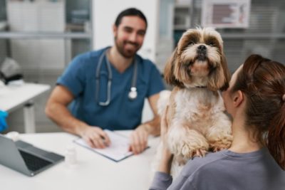 Dog UTI Treatment Plan: What to Expect