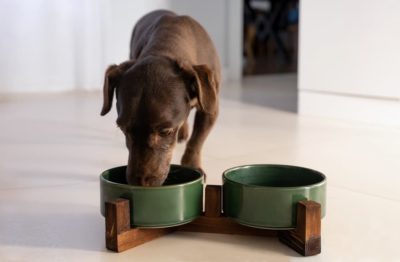 Dog Cancer Diet: Food Recommendations and Feeding Tips