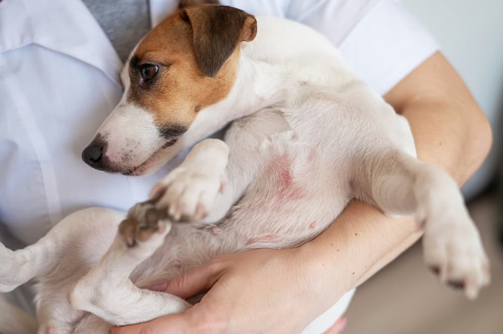 Veterinarian holding Jack Russell Terrier dog