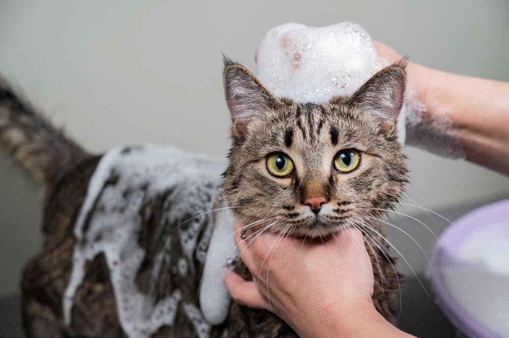 Woman shampooing a cat