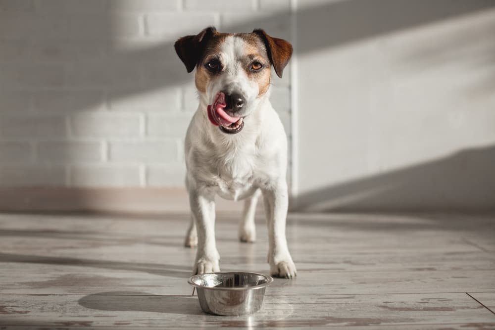 Jack Russell licking his lips