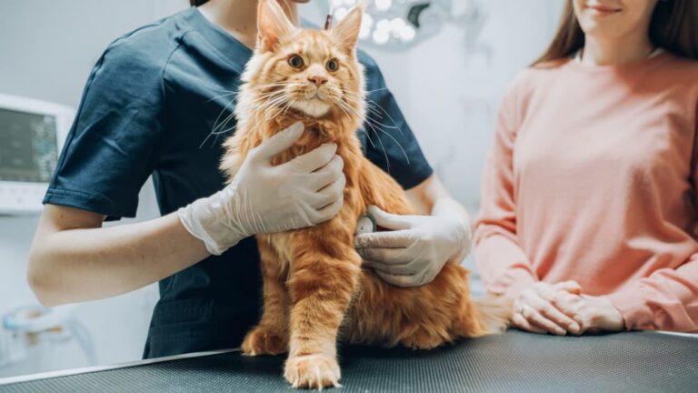 Maine Coon getting a checkup at the vet