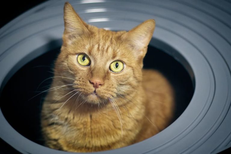 Cat using litter box