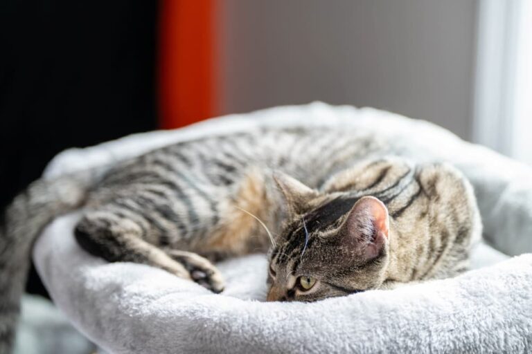 Cat lying down in cat bed