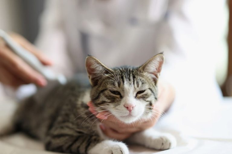 Veterinarian examines kidneys of furry cat using ultrasound