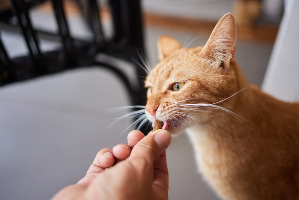 Owner gives cat a treat by hand