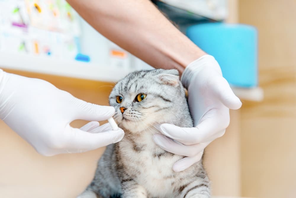 Veterinarian gives a pill to a cat