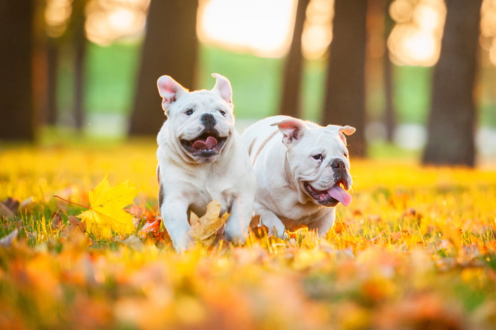 White Bulldog puppies in leaves