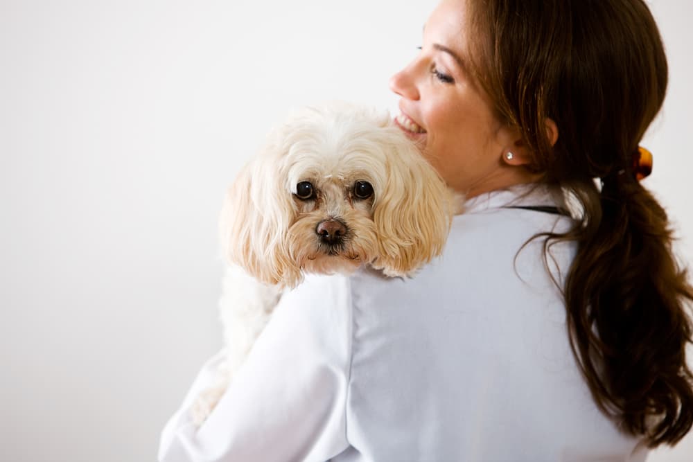Veterinarian treating dog depression
