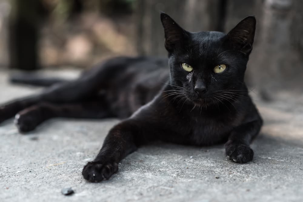 Black cat laying outside with pointy ears