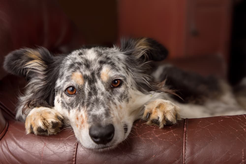 Dog looking sad leaning over corner of couch