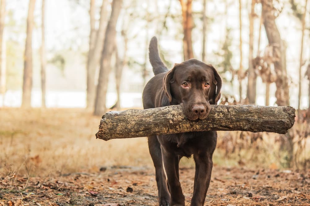 Chocolate Labrador Retriever fetching a stick in the forest