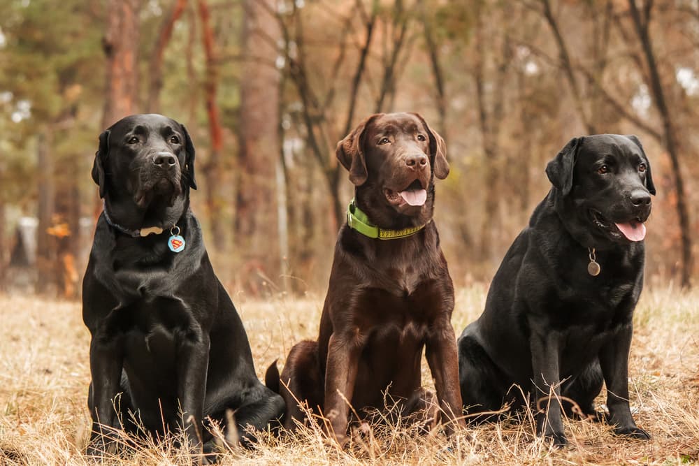 Three adult Labrador Retrievers sitting in the woods